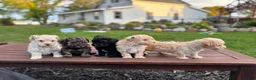 Maltipoo dogs for sale: Tater - Ad 3