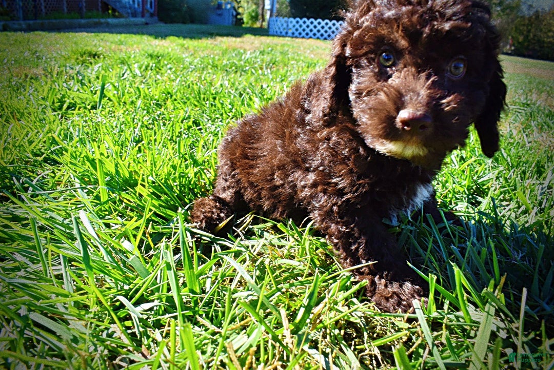 Havapoo dogs for sale: Iggy - Ad 5