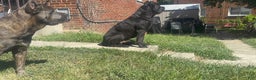 Cane Corso dogs for sale: Cane Corso Puppy 4 - Ad 8