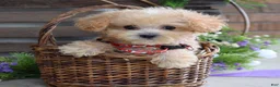 Maltipoo dogs for sale: Ethan  - Ad 9