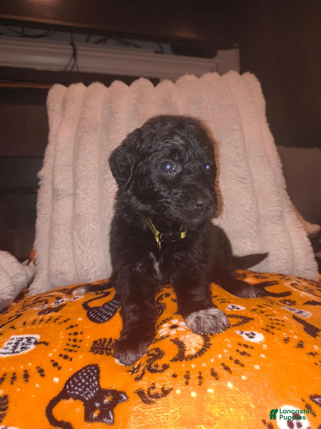 Mixed Breed dogs for sale: Thumper 🐇🐰 - Ad 1