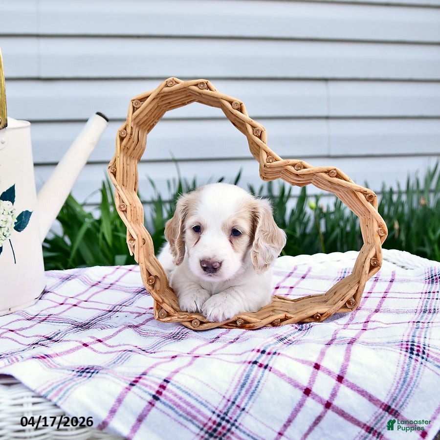 Dachshund dogs Denver - Ad 2