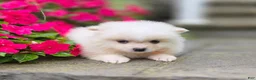 Pomeranian dogs for sale: Shiloh- Cream - Ad 3