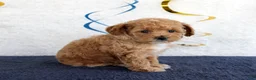Toy Poodle dogs for sale: Penny - Ad 3