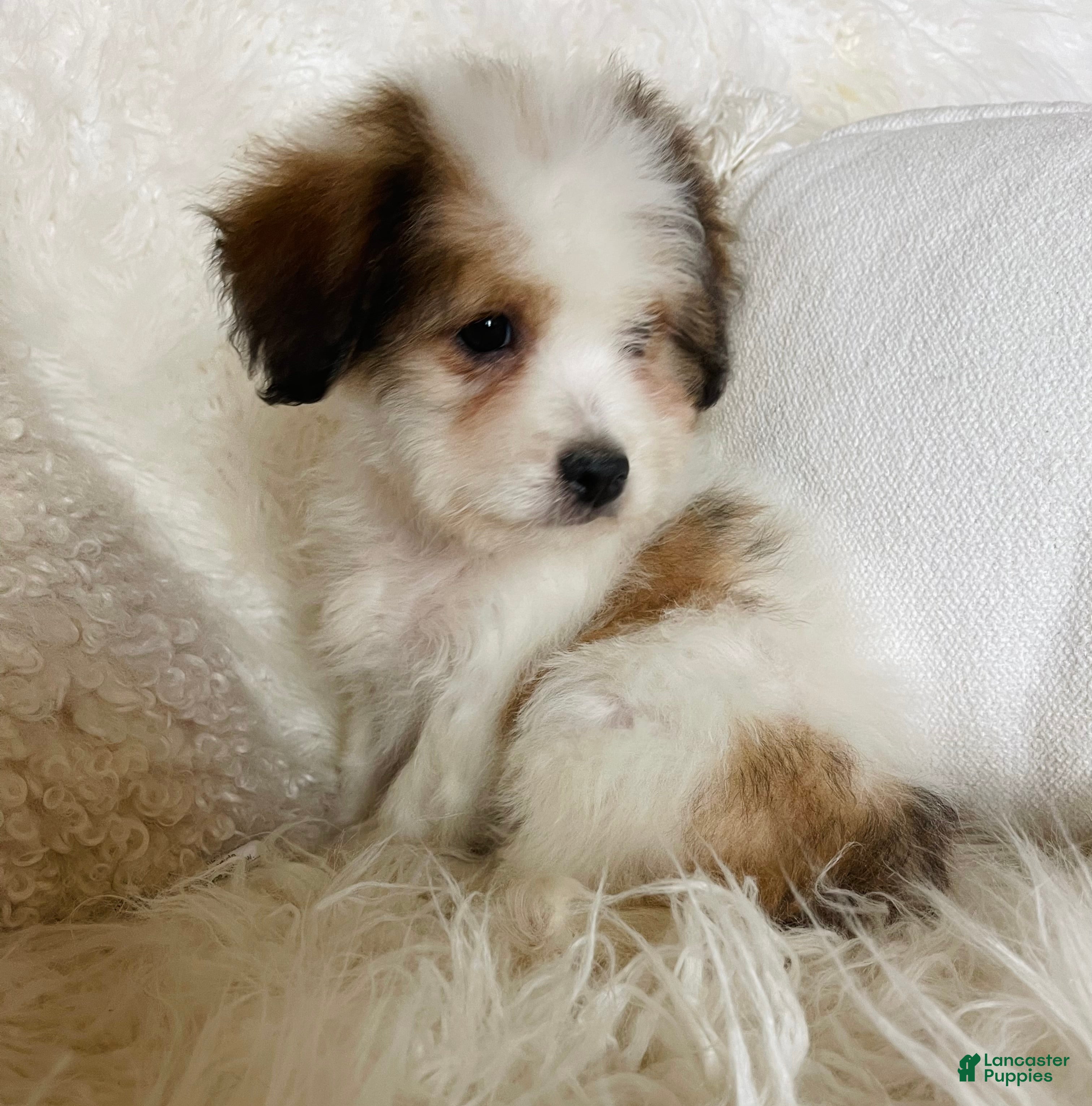Mixed Breed dogs Chanel - Ad 1