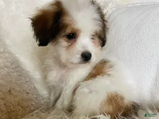 Mixed Breed dogs Chanel - Ad 1