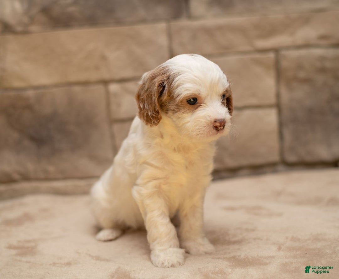 Cavapoo dogs for sale: Ginger  - Ad 3