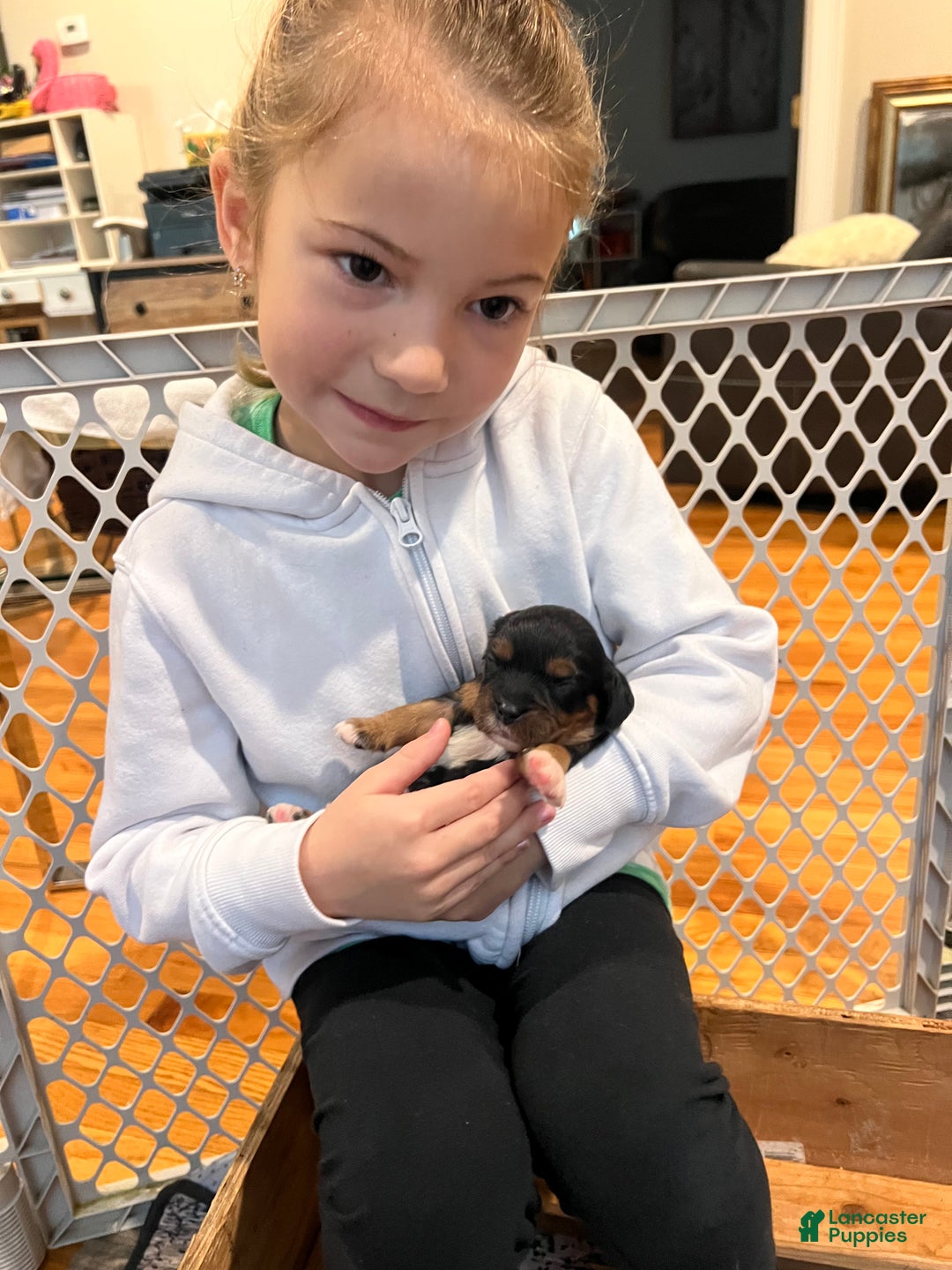 Cavalier King Charles Spaniel dogs for sale: Girl 1  - Ad 11