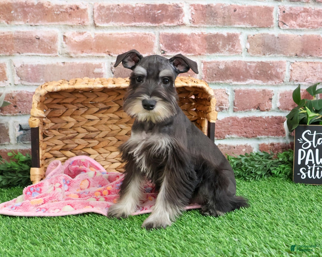 Miniature Schnauzer dogs for sale: Rita - Ad 3