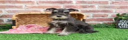 Miniature Schnauzer dogs for sale: Rita - Ad 8