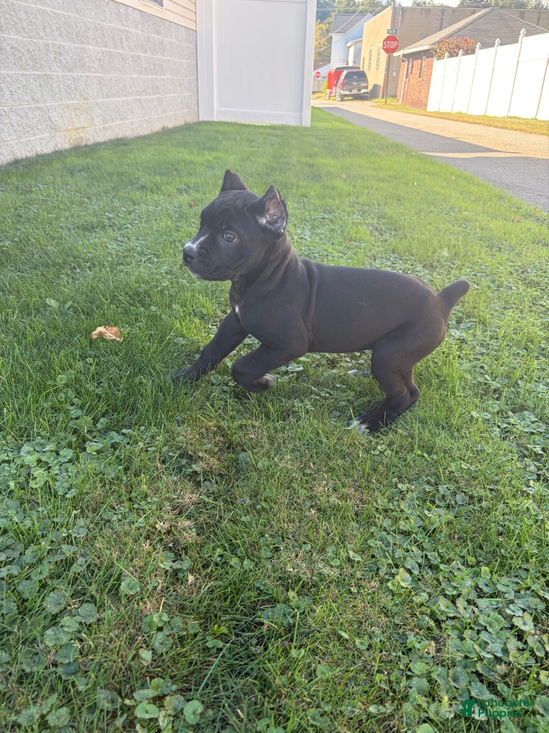 Cane Corso dogs for sale: Garcia - Ad 7