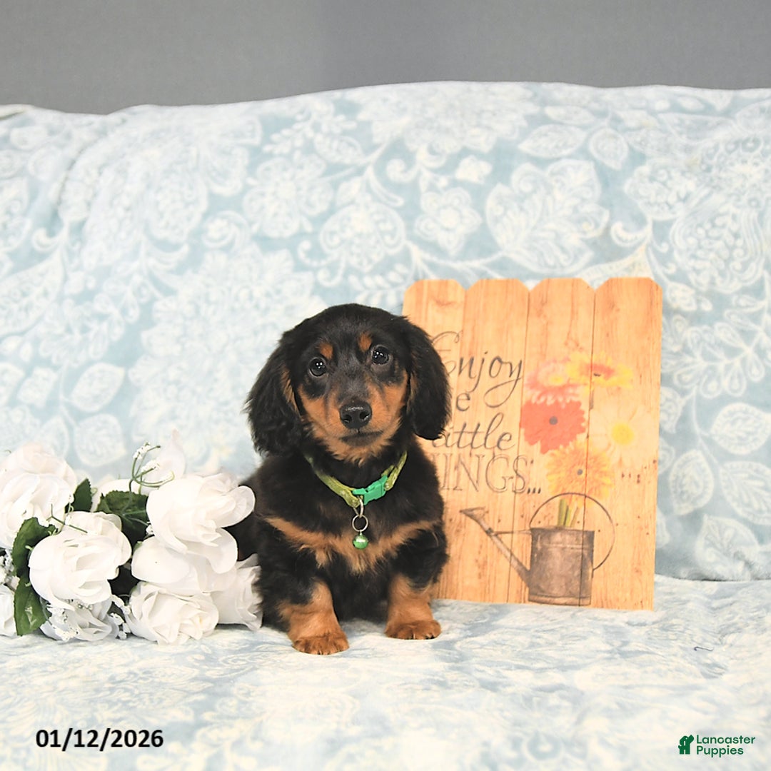Miniature Dachshund dogs for sale: Prince   - Ad 1