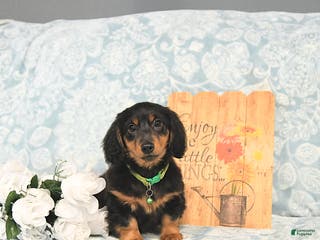 Miniature Dachshund dogs Prince - Ad 21