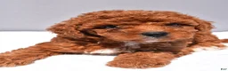Cavapoo dogs for sale: Banks - Ad 7