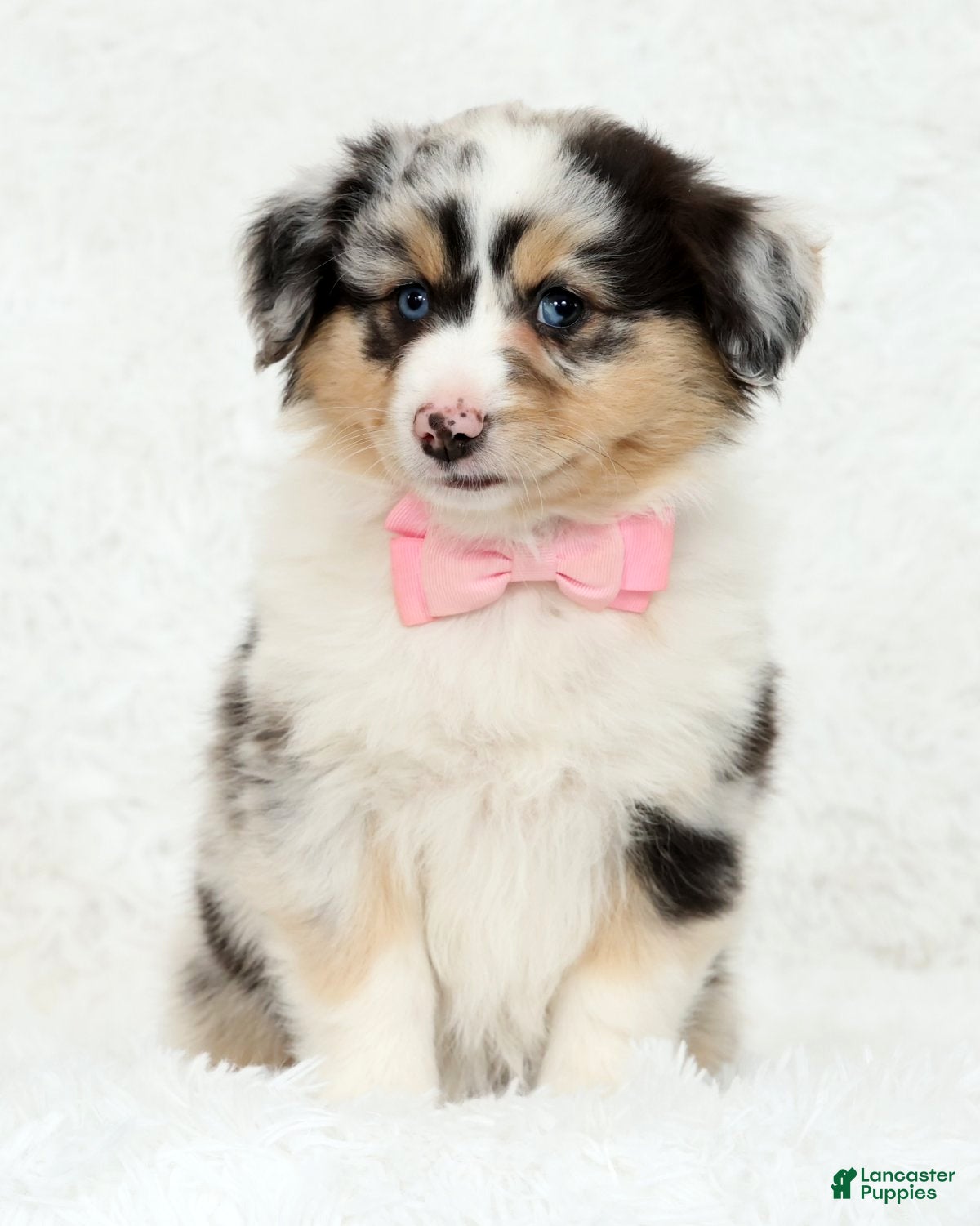Australian Shepherd dogs Rosie - Ad 2