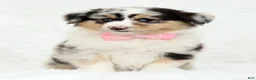 Australian Shepherd dogs for sale: Rosie - Ad 2