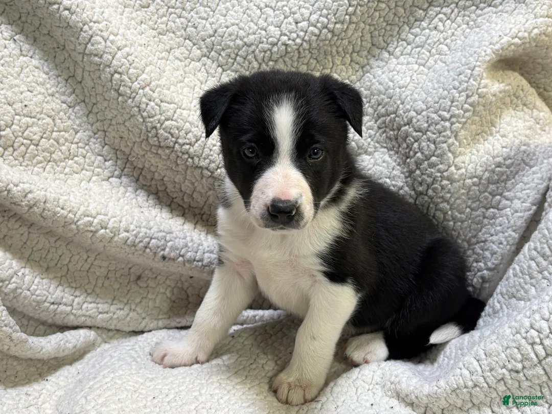 Border Collie dogs for sale: Tinkerbell  - Ad 1