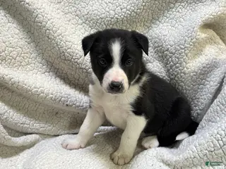 Border Collie dogs Tinkerbell - Ad 7