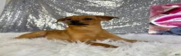 Mixed Breed dogs for sale: Hannah - Ad 5