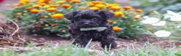 Yorkiepoo dogs for sale: Randall - Ad 4