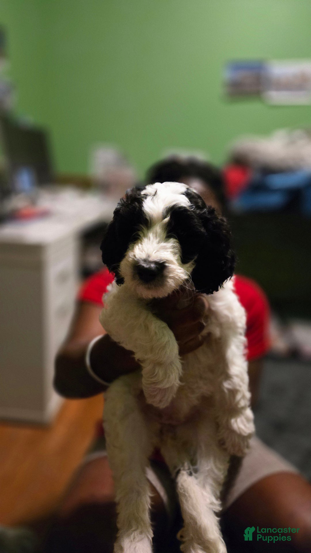 Goldendoodle dogs for sale: Goldendoodle Puppy Collar Purple - Ad 1