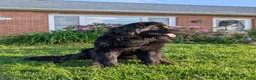 Newfoundland dogs for sale: Haven - Ad 28