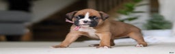 Boxer dogs for sale: Sadie - Ad 5