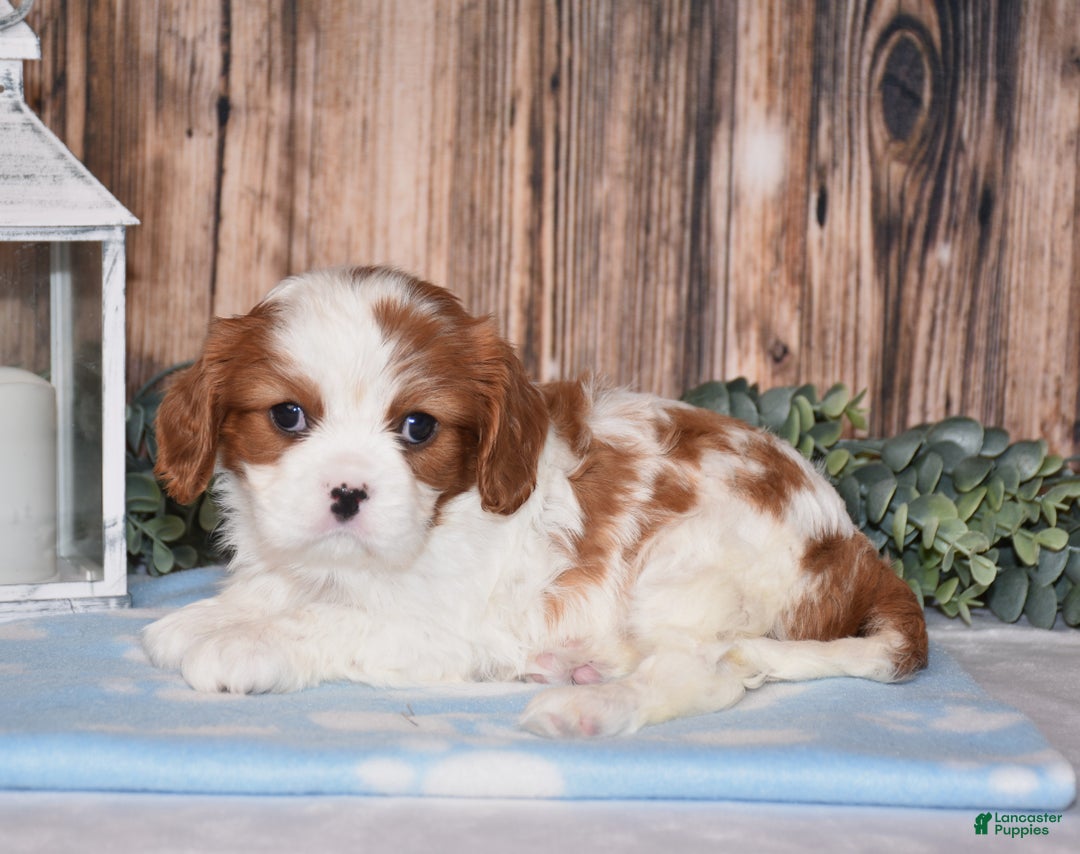 Cavalier King Charles Spaniel dogs for sale: Fanya - Ad 1