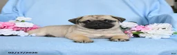 Pug dogs for sale: Biscuit - Ad 3