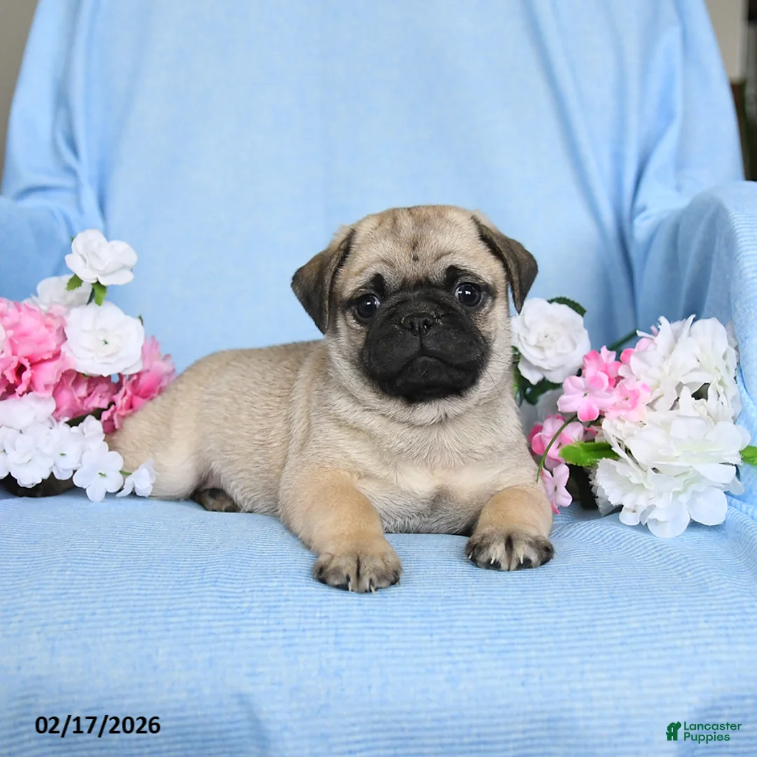 Pug dogs for sale: Biscuit - Ad 3