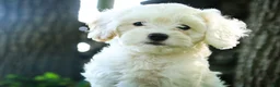 Mixed Breed dogs for sale: Smurf Munchkin Bernedoodle - Ad 7