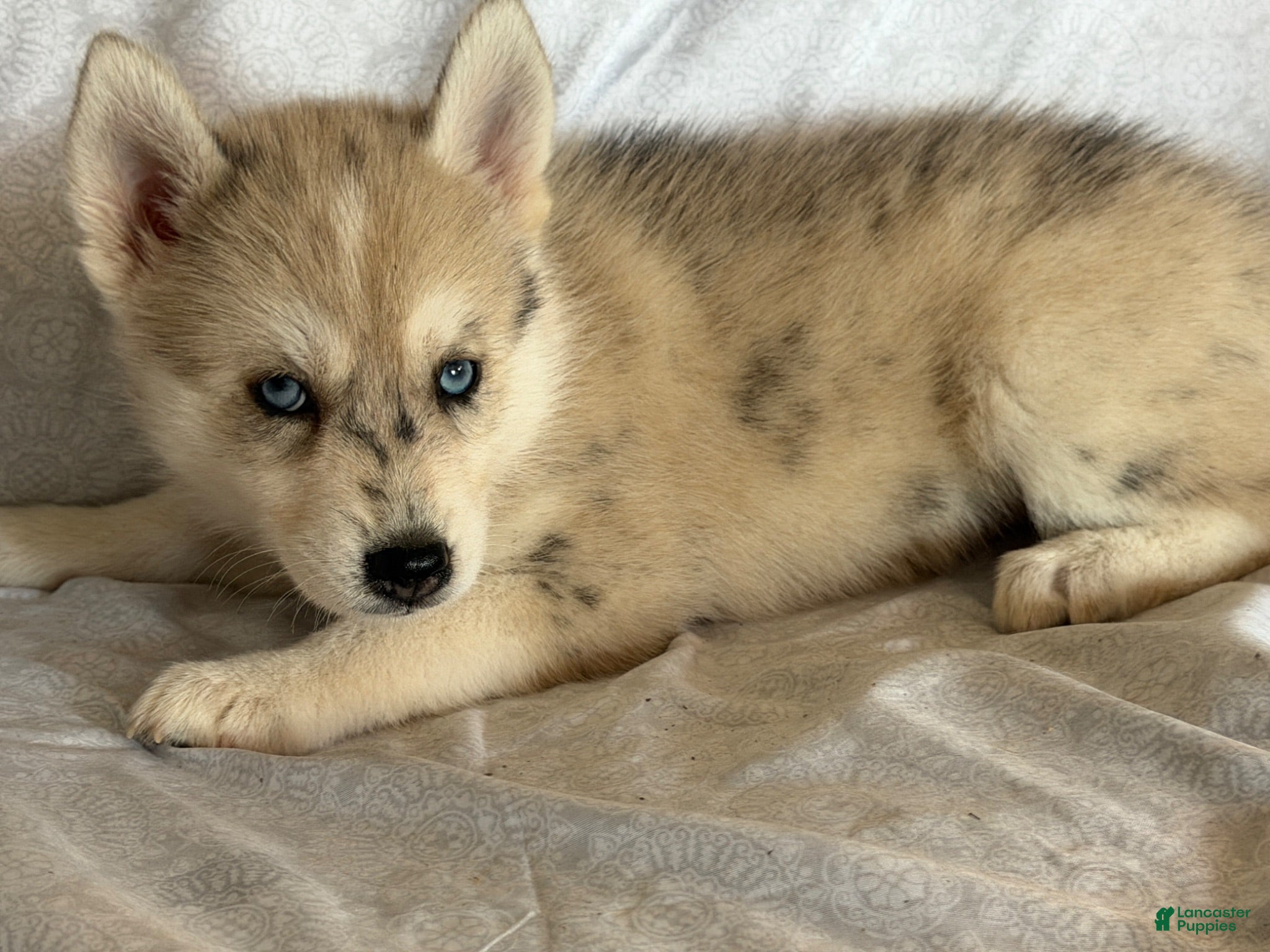 Pomsky dogs Kaya - Ad 28
