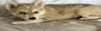 Kaya