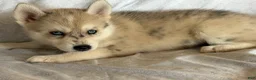 Pomsky dogs for sale: Kaya - Ad 1