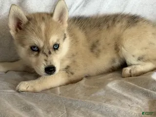 Pomsky dogs Kaya - Ad 34