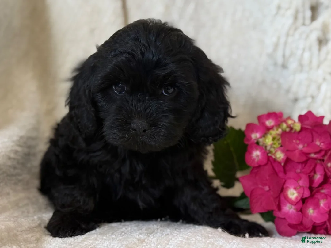 Cavapoo dogs for sale: Shadow - Ad 2