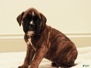 Boxer dogs Bruno - Ad 37