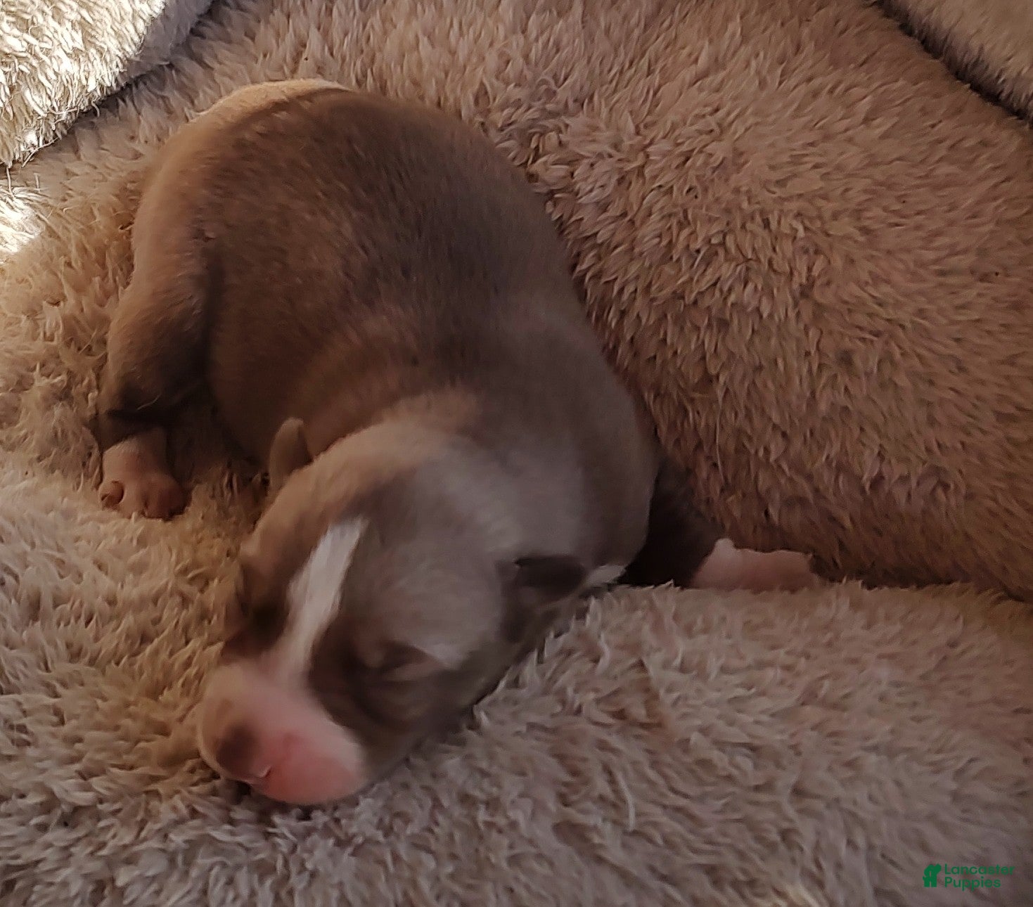 Siberian Husky dogs Siberian Husky Puppy 5 - Ad 9