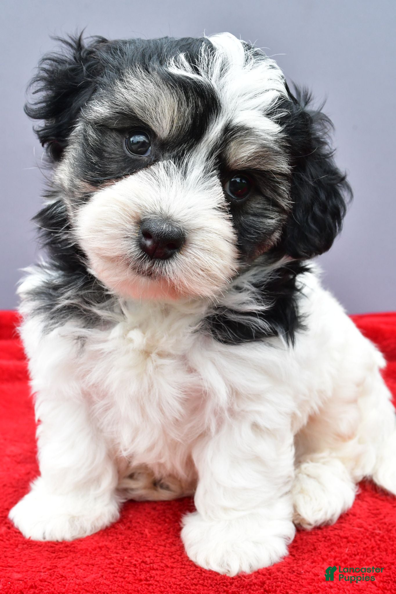 Maltipoo dogs Nugget - Ad 1
