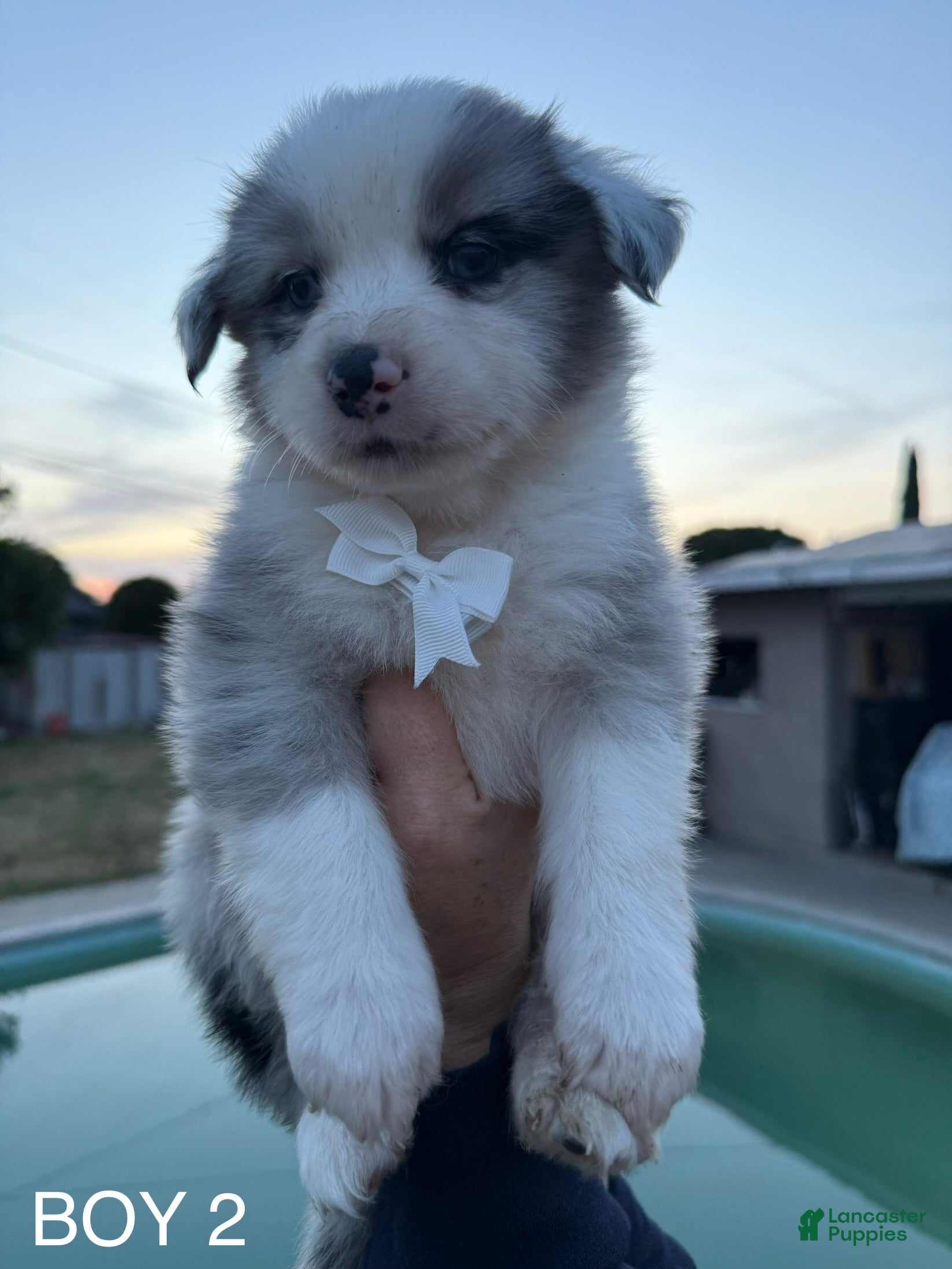 Australian Shepherd dogs Australian Shepherd Puppy 3 - Ad 21