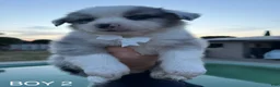 Australian Shepherd dogs for sale: Australian Shepherd Puppy 3 - Ad 1