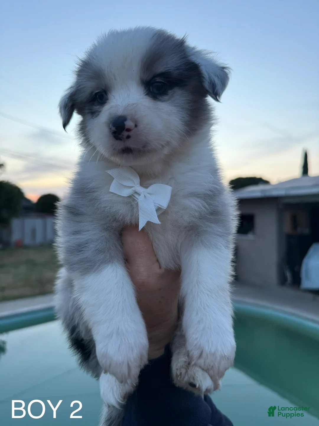 Australian Shepherd dogs for sale: Australian Shepherd Puppy 3 - Ad 1