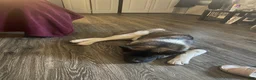 Akita dogs for sale: Akita Puppy 3 - Ad 2