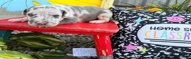 Loki