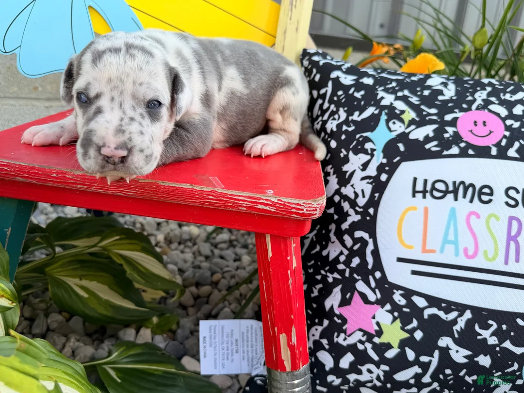 Great Dane dogs for sale: Loki - Ad 1