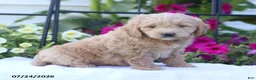Mini Goldendoodle dogs for sale: Jessica - Ad 3