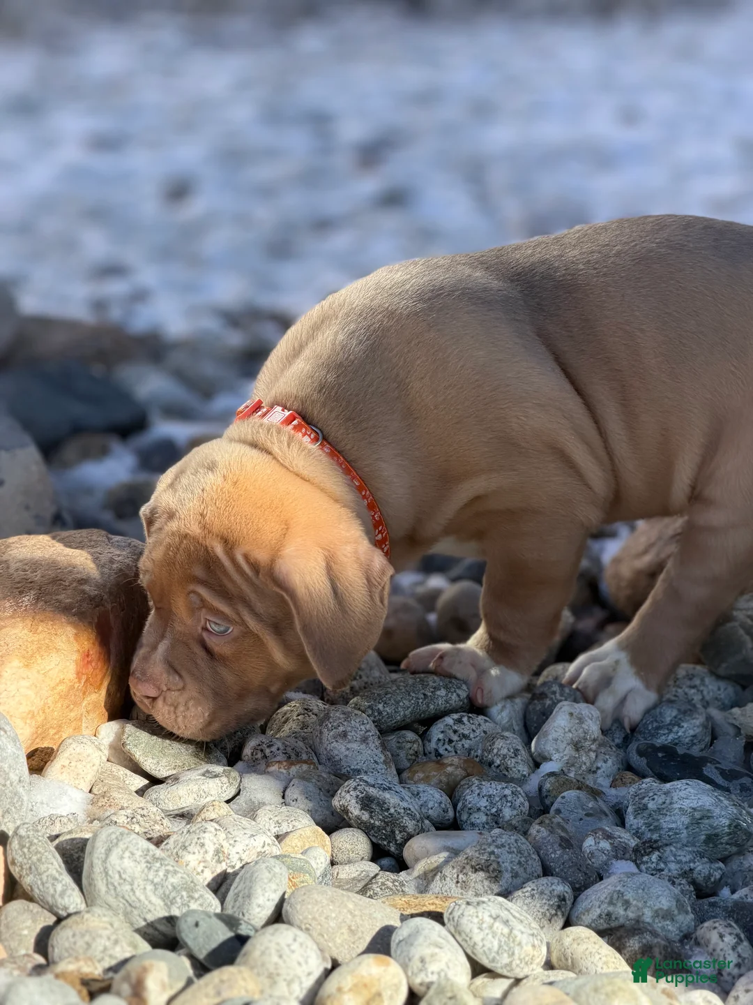 American Bully dogs for sale: American Bully Puppy 5 - Ad 1