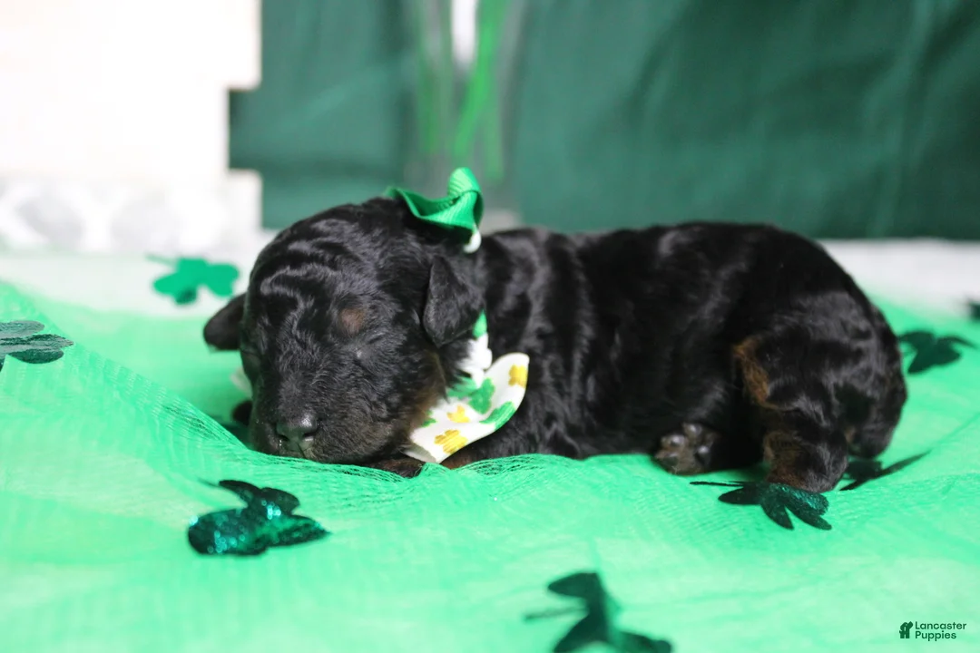 Toy Poodle dogs for sale: Charlie - Ad 7