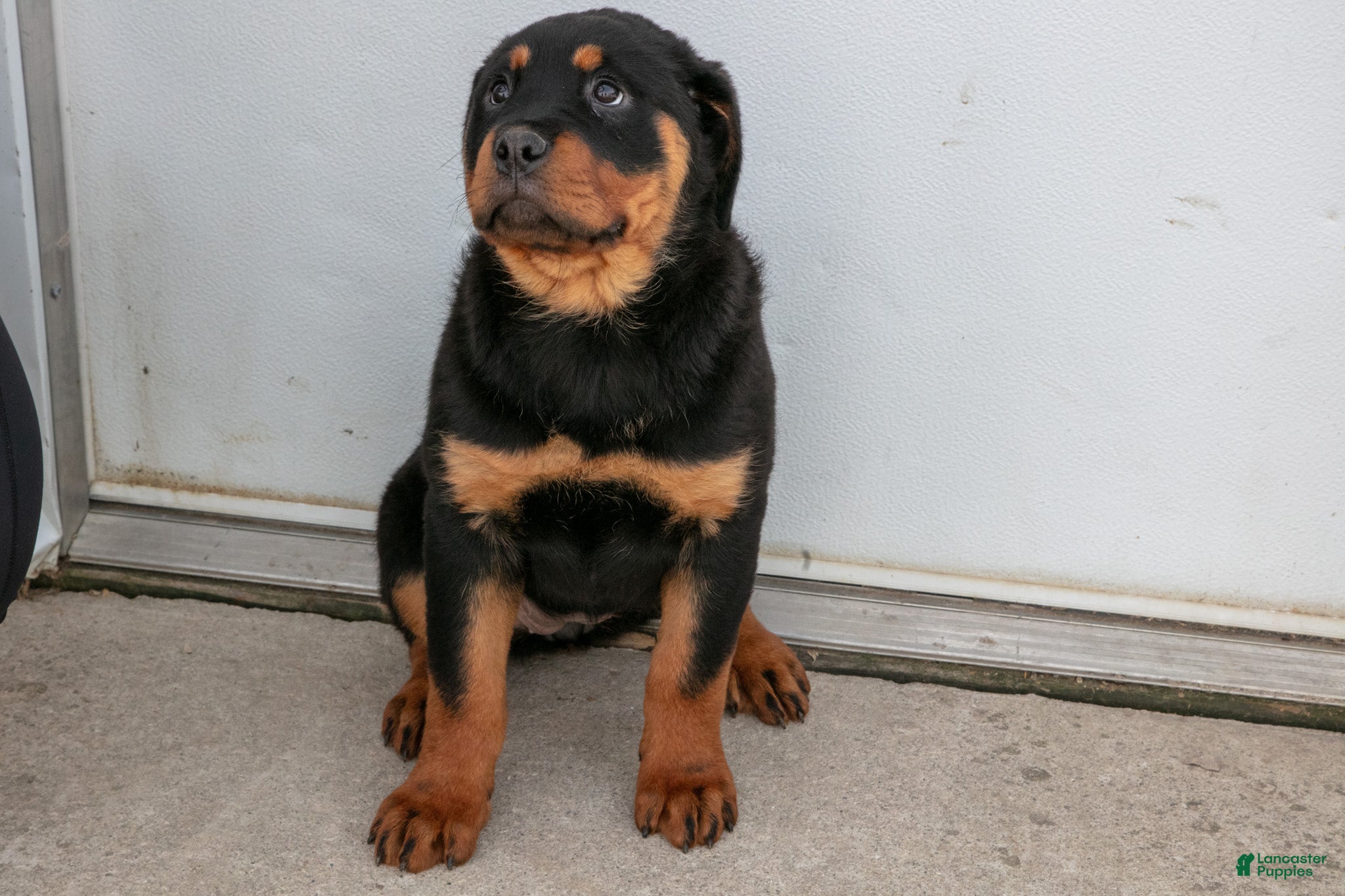 Rottweiler dogs Alina - Ad 1