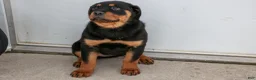 Rottweiler dogs for sale: Alina - Ad 1